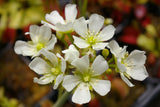 Dionaea "dingley giant"