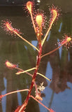 Drosera madagascariensis