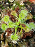 Drosera rotundifolia fo. verte