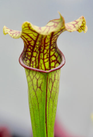 Sarracenia x 'Daniel Rudd'