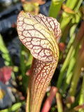 Sarracenia x areolata