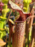 Sarracenia x areolata