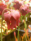 Sarracenia x 'Scarlet Belle'