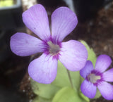 Pinguicula 'Tina'