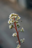 Cephalotus follicularis