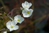 Drosera binata var. multifida fl. blanche