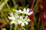 Dionaea 'All Green'