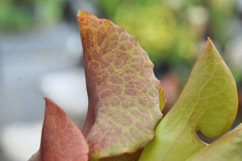 Sarracenia x catesbaei "inverted veins"