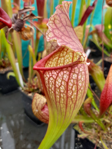 Sarracenia x mitchelliana