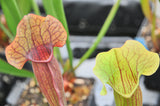 Sarracenia x exornata