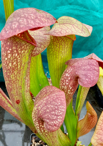 Sarracenia x swaniana