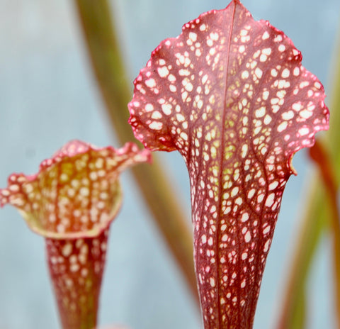 Sarracenia x 'Ladies in Waiting'