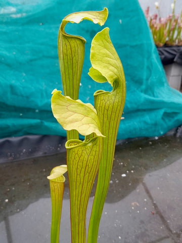 Sarracenia x areolata "fluted form"