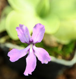 Pinguicula 'Huahuapan'