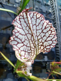 Sarracenia leucophylla {Baldwin Co., AL}