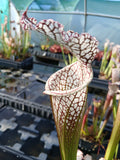 Sarracenia leucophylla {Baldwin Co., AL}