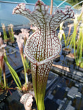 Sarracenia leucophylla {Baldwin Co., AL}