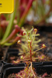 Drosera madagascariensis