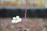 Pinguicula martinezii