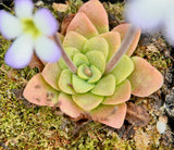 Pinguicula martinezii