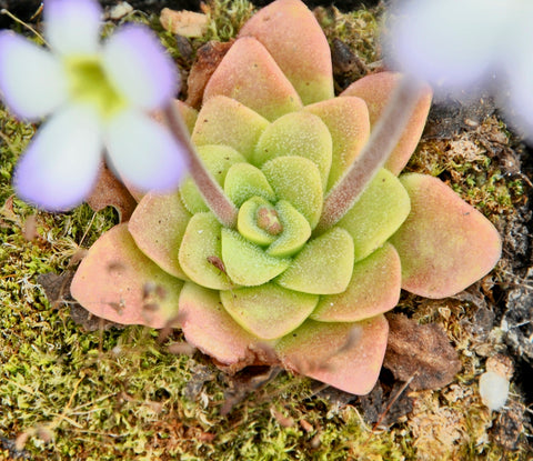 Pinguicula martinezii