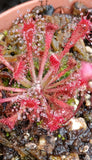 Drosera oblanceolata