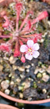 Drosera oblanceolata