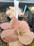Pinguicula guatemala