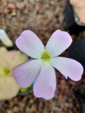 Pinguicula guatemala