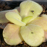 Pinguicula 'Tina'