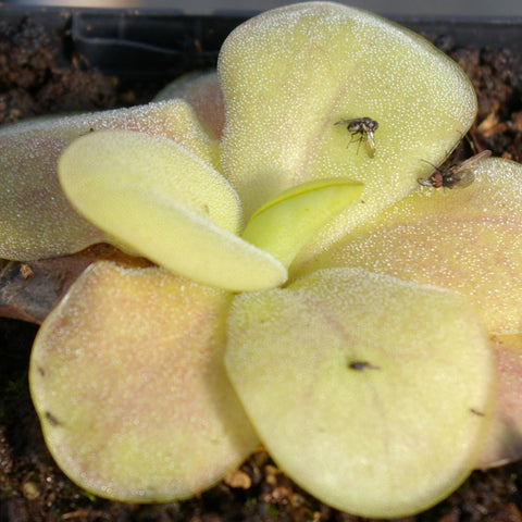 Pinguicula 'Tina'