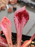 Sarracenia psittacina var. okefenokeensis {Sandy Creek road, Bay Co., FL}