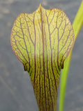Sarracenia rubra ssp. rubra "long lid"