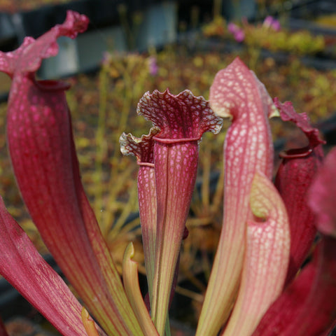 Sarracenia x fiona