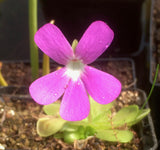 Pinguicula 'Sethos'
