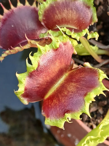 Dionaea "chinese dumpling"