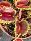 Dionaea "chinese dumpling"