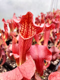 Sarracenia x tess