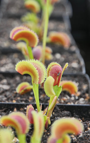 Dionaea 'Dentate Traps'