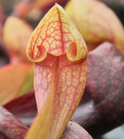 Sarracenia x courtii
