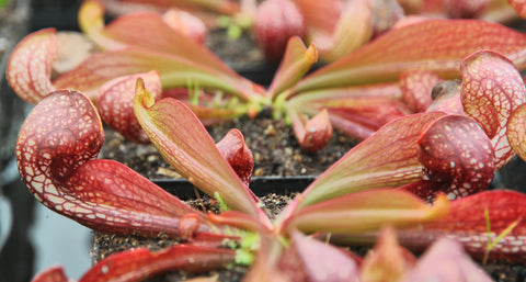 Sarracenia psittacina