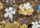 Pinguicula agnata