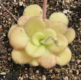 Pinguicula agnata