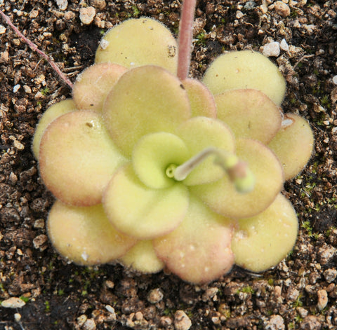 Pinguicula agnata
