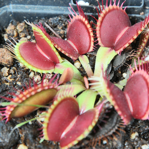 Dionaea "australian red rosetted"