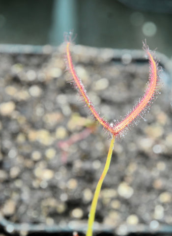 Drosera binata {Cam River, NZ}
