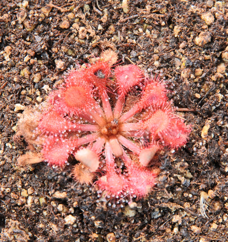 Drosera capillaris