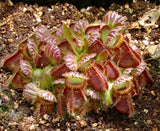 Cephalotus follicularis