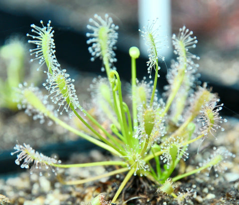 Drosera intermedia f. verte