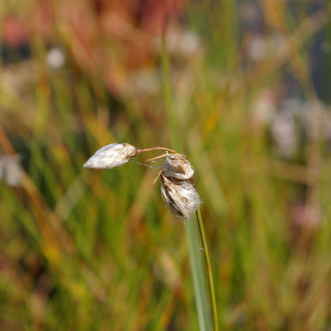 Eriophorum vaginatum